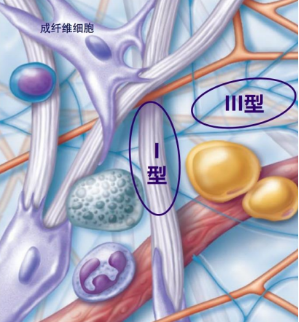 九游娱乐：火爆贵妇圈！细胞级抗老真能拿捏“青春密码”？(图5)