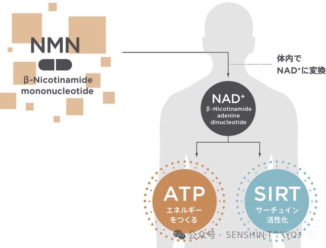 九游娱乐：NMN迎来新曙光！日本将NMN纳入功能性食品范畴(图2)