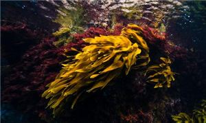 “颜值经济”作用下2024手持美容仪行业市场现状及前景预测(图3)