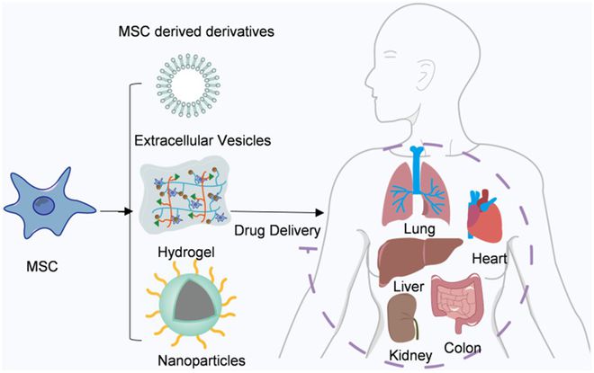 九游娱乐:盘点2024年干细胞和免疫细胞抗衰的关键文献!解锁年度网络流行语“银发力量”(图5)