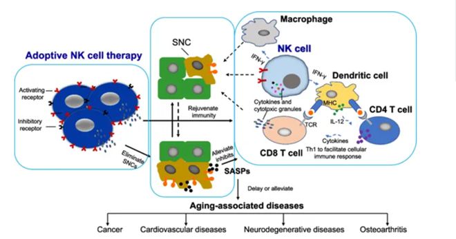 九游娱乐:盘点2024年干细胞和免疫细胞抗衰的关键文献!解锁年度网络流行语“银发力量”(图7)