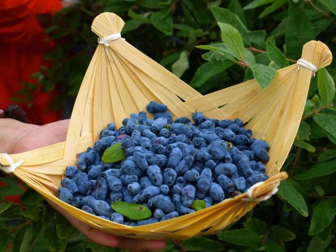 九游娱乐文化:击败蓝莓!农夫山泉押注的东北野果会是下一个顶流食材吗?(图2)