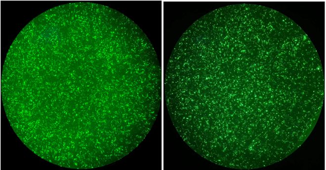 北京载愈纳米电穿孔美容仪、电转仪亮相医疗器械产业精准可控纳米电穿孔递送产品引领行业创新发展(图5)
