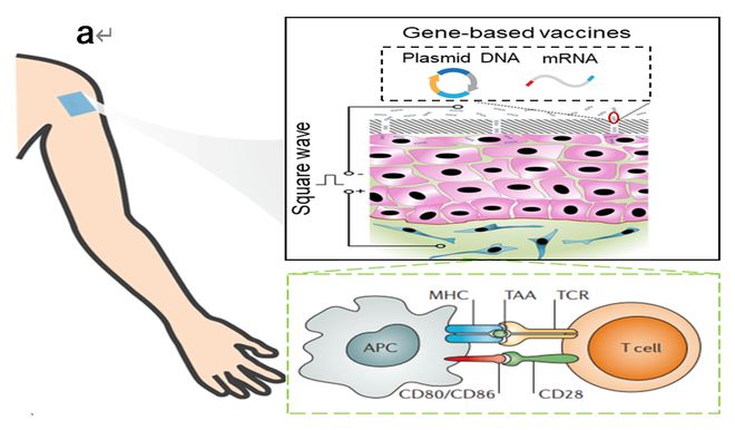 北京载愈纳米电穿孔美容仪、电转仪亮相医疗器械产业精准可控纳米电穿孔递送产品引领行业创新发展(图7)