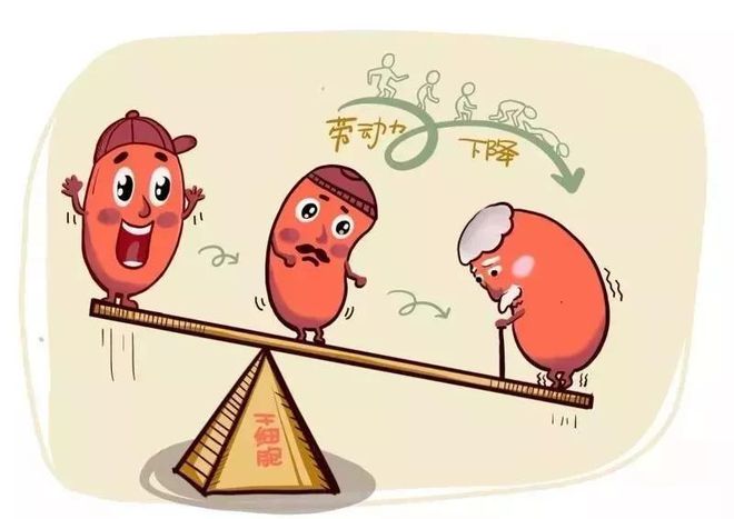 3天400万“不如喝尿”?干细胞数据透明化后富人抗衰狂欢将再临(图5)