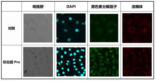 深度解读欧诗漫珍珠科技：美白第一只是起点(图6)