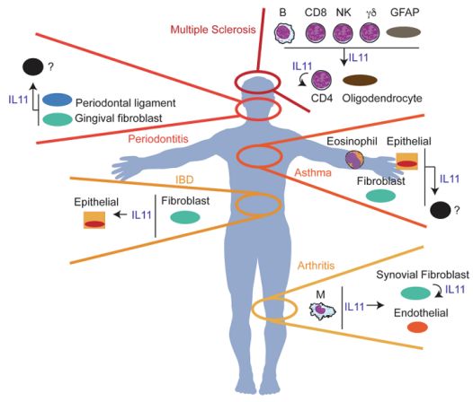 抗衰老药IL-11凭《Nature》25%延寿数据获谷歌天价合同!(图4)