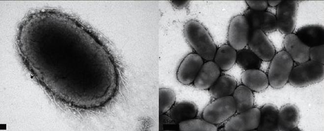 4周重启中年免疫力!Nature重磅:石榴中这一成分可延缓衰老(图4)